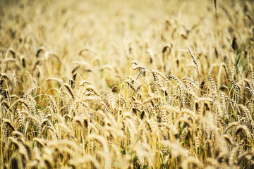golden wheat field and sunny day