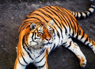 Naklejka na ściany i meble Beautiful amur tiger portrait