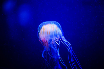 Beautiful jellyfish, medusa in the neon light with the fishes. Underwater life in ocean jellyfish.