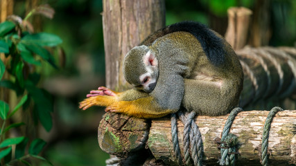 Beautiful squirrel monkey sitting on wood