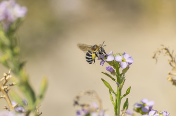 Ape che si posa sui fiori per prendere il nettare