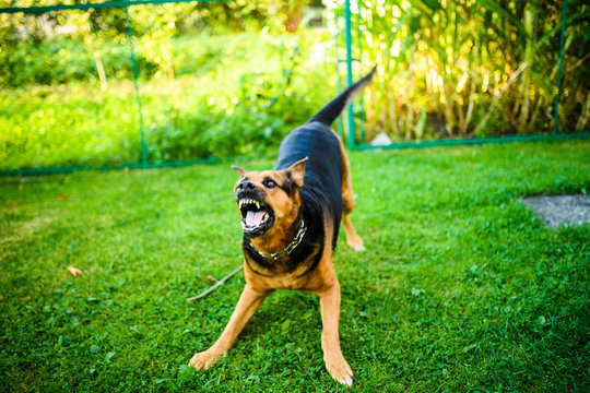 Angry dog attacks. The dog looks aggressive and dangerous.