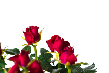 red roses in a pot on white background