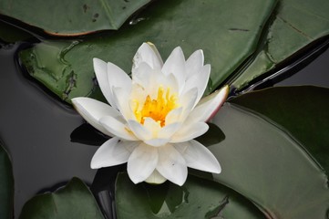 Lily
