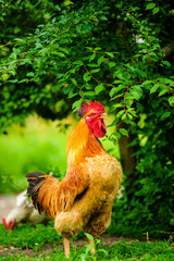 Red Rooster. Cock, rustic rural picture in sunny day.
