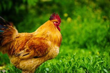 Red Rooster. Cock, rustic rural picture in sunny day.