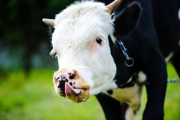 cow grazing on a meadow
