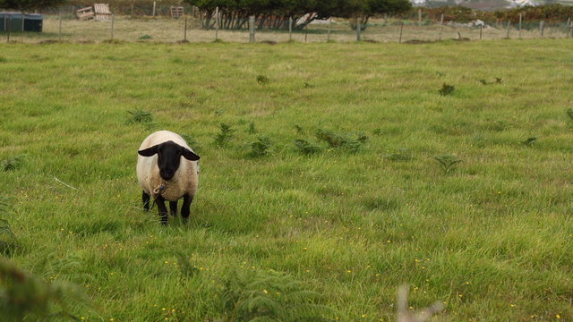 mouton d’Ouessant