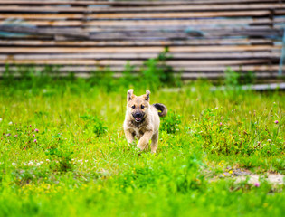 little puppy is running happily with floppy ears trough a garden with green grass.