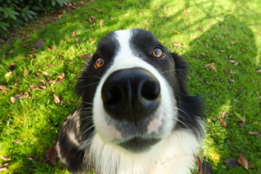truffe