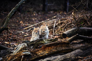 Lynx, Eurasian wild cat
