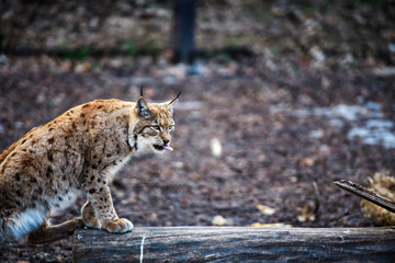Naklejka na ściany i meble Lynx, Eurasian wild cat