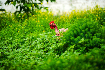 hen on a farm