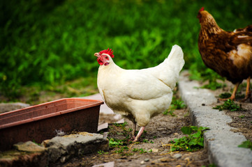hen on a farm