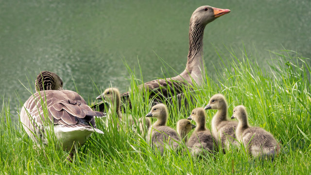 Graugans Familie