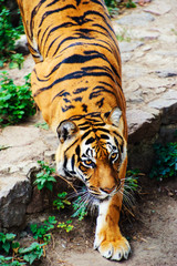 Beautiful amur tiger portrait