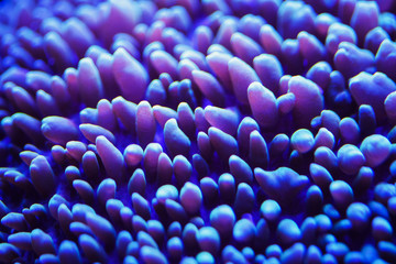 Wonderful and beautiful underwater world with corals and tropical fish.