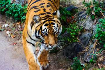 Beautiful amur tiger portrait