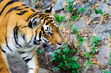 Beautiful amur tiger portrait