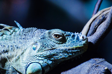 Fototapeta premium Green Iguana on branch