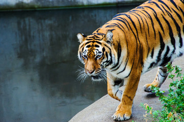 Beautiful amur tiger portrait