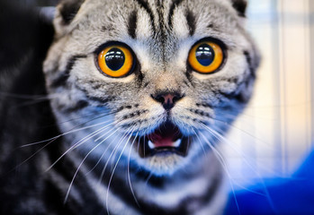 Cute shocked cat