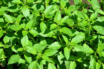 Grass lemon basil.