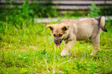little puppy in a garden with green grass.