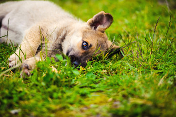 little puppy in a garden with green grass.