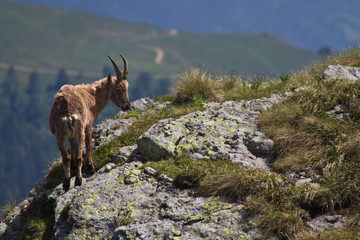 cucciolo di stambecco