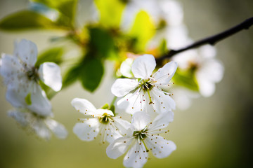 Obraz premium apple blossom on tree, spring time