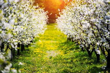 apple garden, blossom on tree, spring time © The Len
