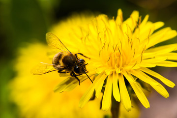 Honey Bee, Bee on dandelion