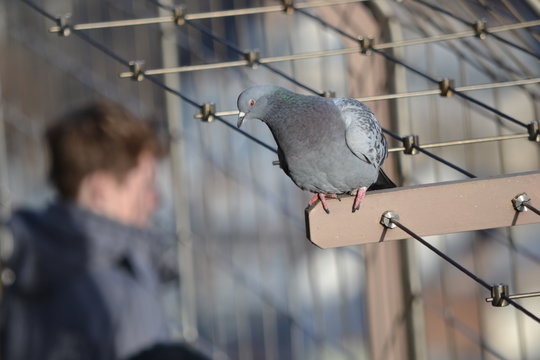 Pigeon vicieux