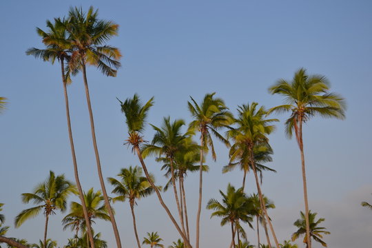 Cocotiers de Zanzibar