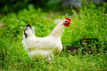 hen on a farm