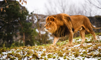 Beautiful Mighty Lion
