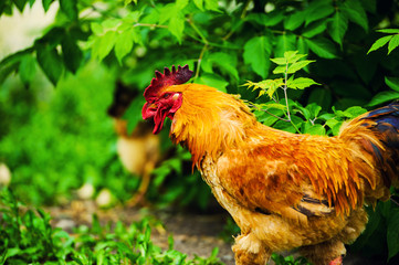 Red Rooster. Cock, rustic rural picture in sunny day.