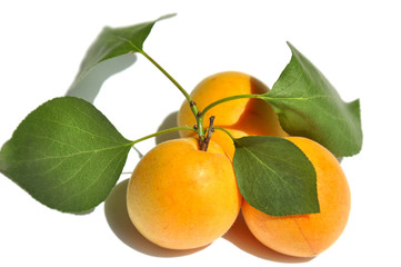Apricots isolated on white background