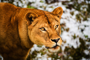 Portrait of a lioness