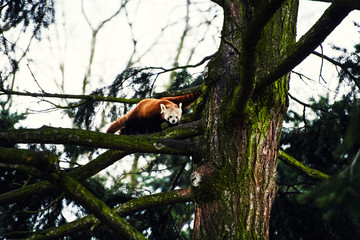 Portrait of a Red Panda ( Ailurus fulgens )