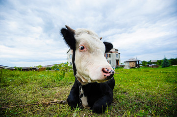 cow grazing on a meadow