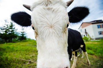 cow grazing on a meadow