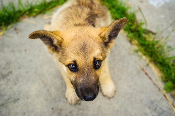 cute little puppy