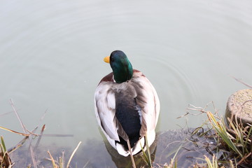 Canard au fil de l'eau, france