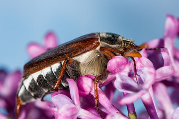 Cockchafer crawling on purple flowers