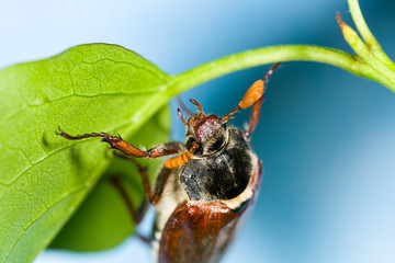 Cockchafer crawling on green leaves