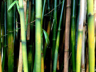 Obraz premium Stems of bamboo.Background,closeup.