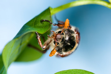 Cockchafer crawling on green leaves