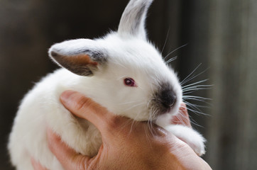Obraz premium Little rabbit in the hand.